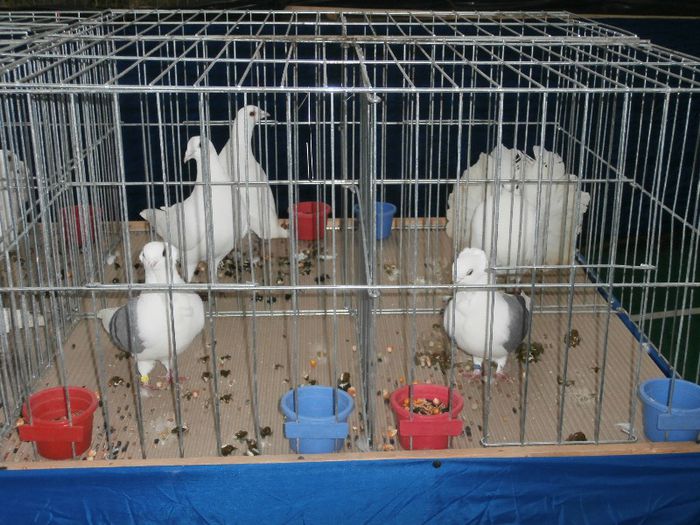 P2090223 - O- Expozitie Turda 2013