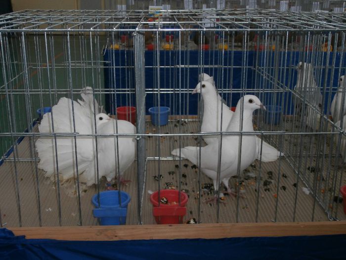 P2090224 - O- Expozitie Turda 2013