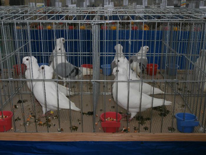 P2090225 - O- Expozitie Turda 2013