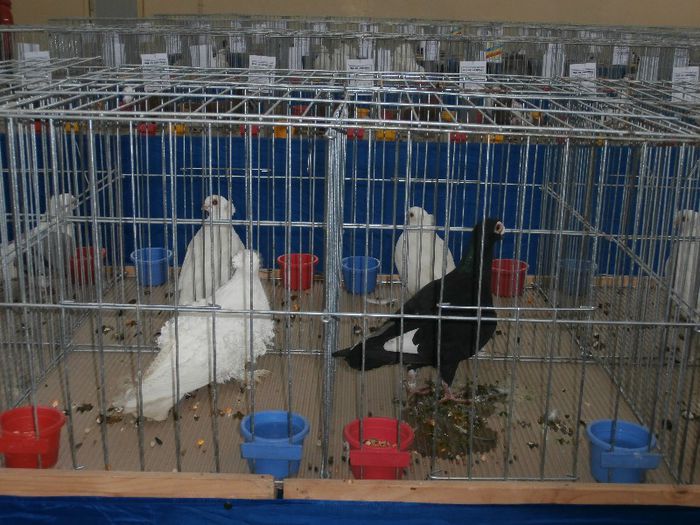 P2090226 - O- Expozitie Turda 2013