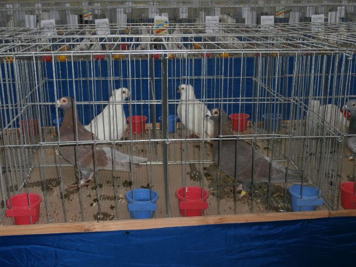 P2090228 - O- Expozitie Turda 2013