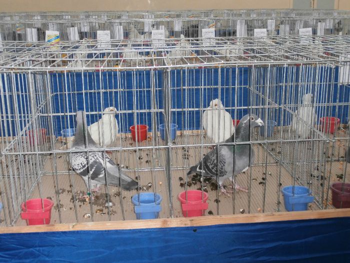 P2090229 - O- Expozitie Turda 2013