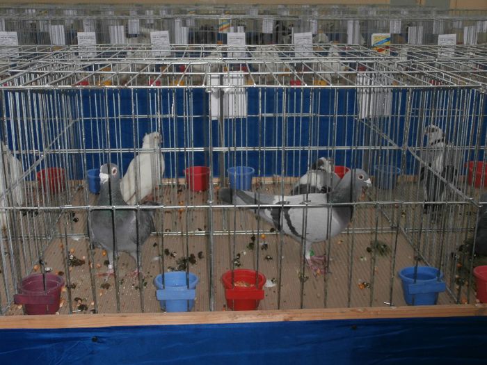 P2090230 - O- Expozitie Turda 2013