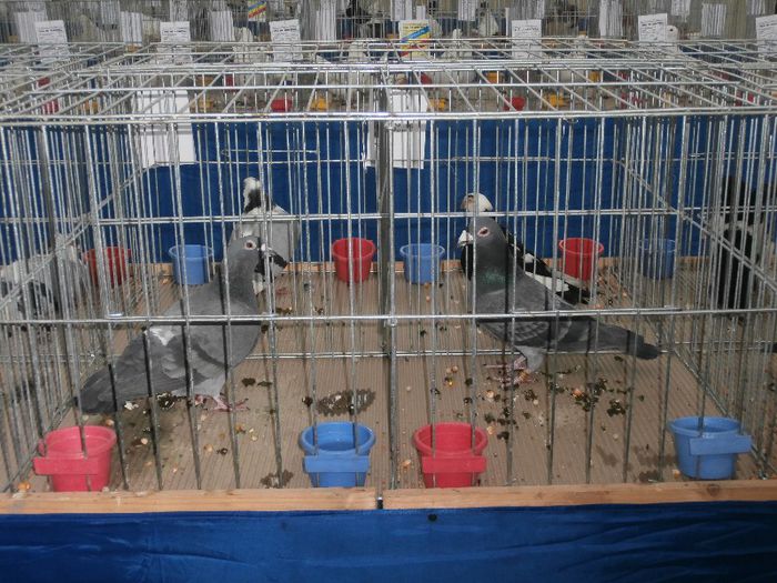 P2090231 - O- Expozitie Turda 2013