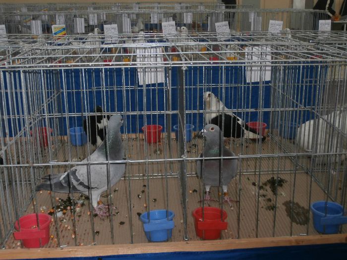 P2090232 - O- Expozitie Turda 2013