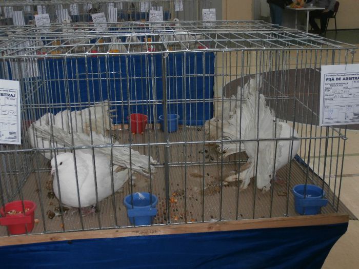 P2090233 - O- Expozitie Turda 2013