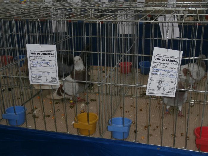 P2090234 - O- Expozitie Turda 2013