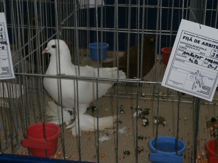 P2090235 - O- Expozitie Turda 2013