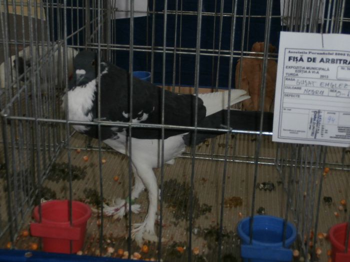 P2090236 - O- Expozitie Turda 2013