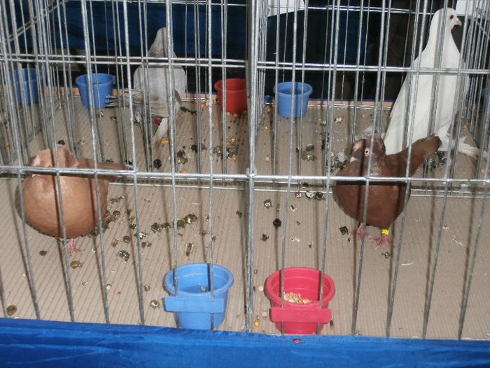 P2090239 - O- Expozitie Turda 2013