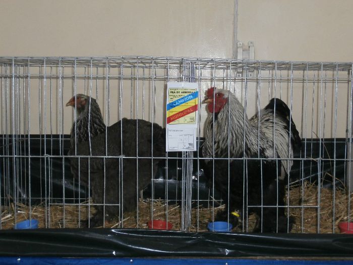 P2090240 - O- Expozitie Turda 2013