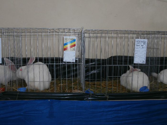 P2090242 - O- Expozitie Turda 2013