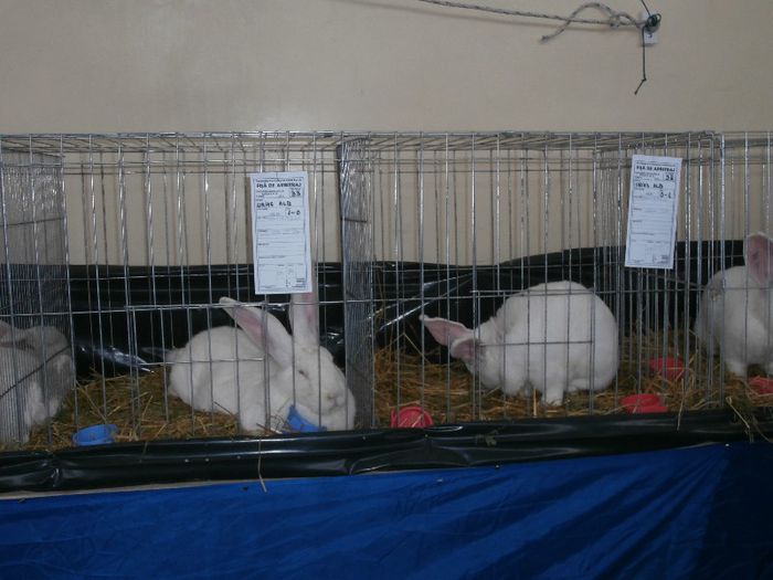 P2090243 - O- Expozitie Turda 2013