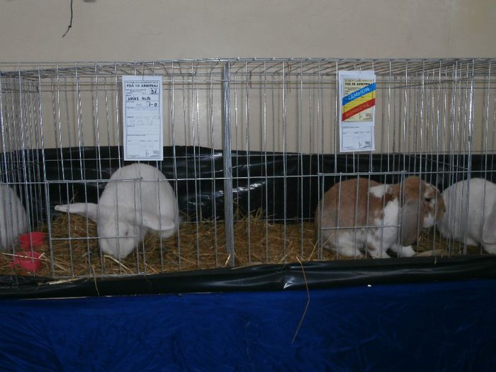 P2090244 - O- Expozitie Turda 2013