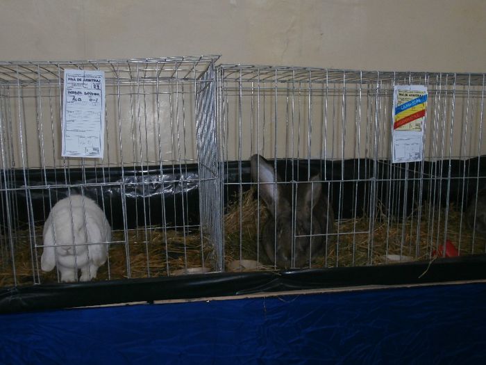 P2090245 - O- Expozitie Turda 2013