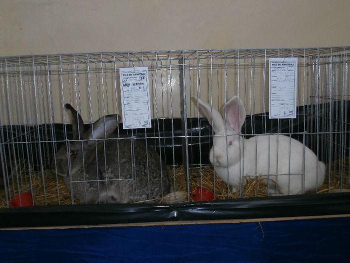 P2090246 - O- Expozitie Turda 2013