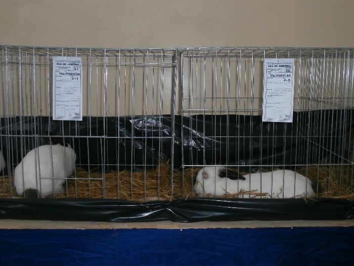 P2090249 - O- Expozitie Turda 2013