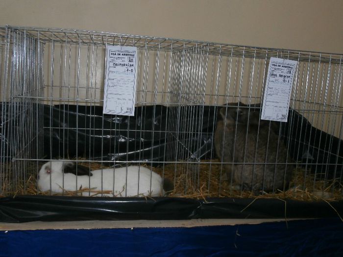 P2090250 - O- Expozitie Turda 2013