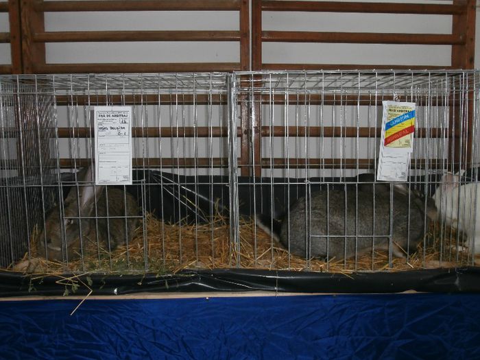 P2090252 - O- Expozitie Turda 2013