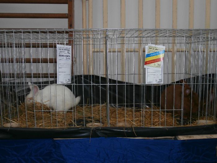 P2090253 - O- Expozitie Turda 2013