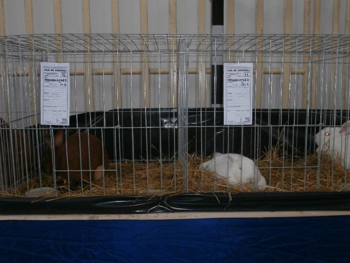 P2090254 - O- Expozitie Turda 2013