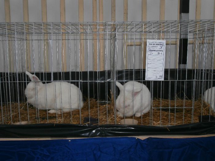 P2090256 - O- Expozitie Turda 2013