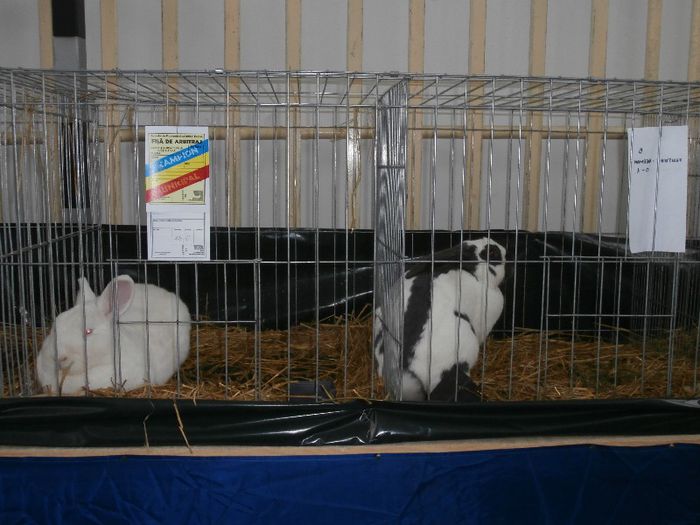 P2090257 - O- Expozitie Turda 2013