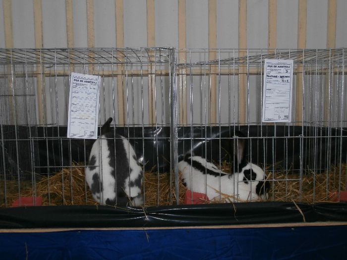 P2090258 - O- Expozitie Turda 2013