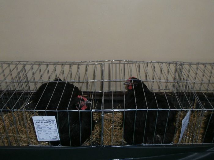 P2090260 - O- Expozitie Turda 2013