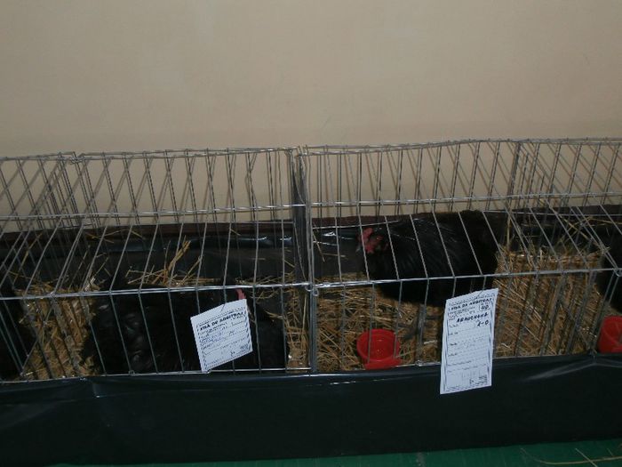 P2090261 - O- Expozitie Turda 2013