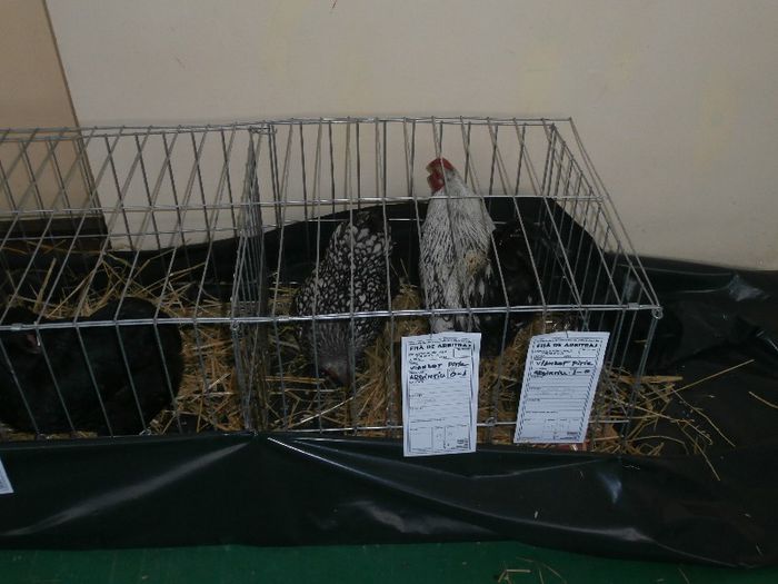 P2090263 - O- Expozitie Turda 2013