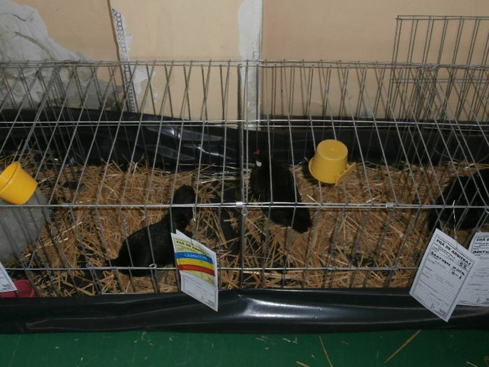 P2090265 - O- Expozitie Turda 2013