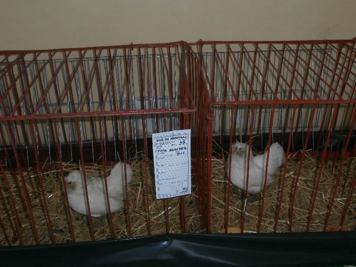 P2090267 - O- Expozitie Turda 2013