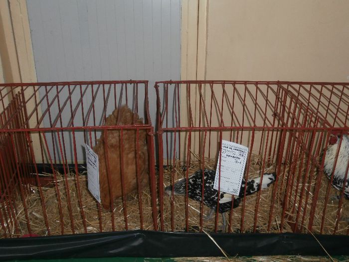 P2090269 - O- Expozitie Turda 2013