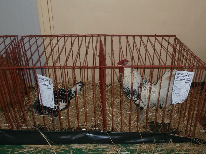 P2090270 - O- Expozitie Turda 2013