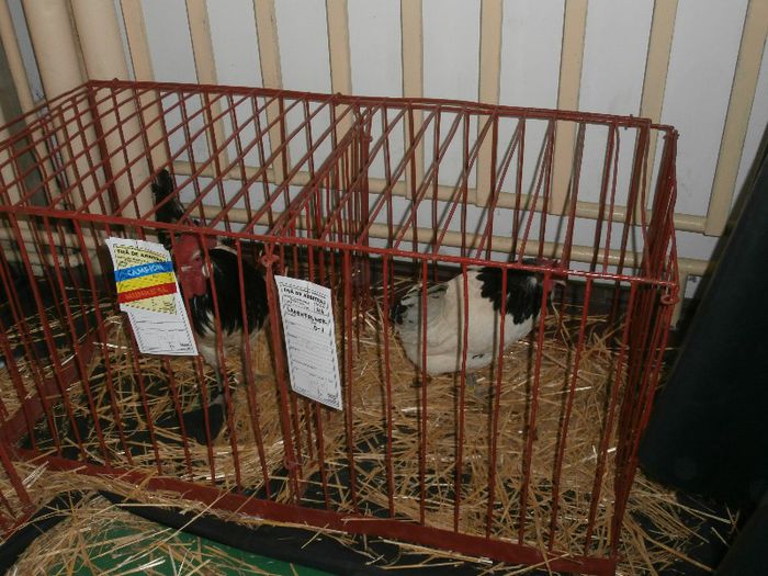 P2090271 - O- Expozitie Turda 2013