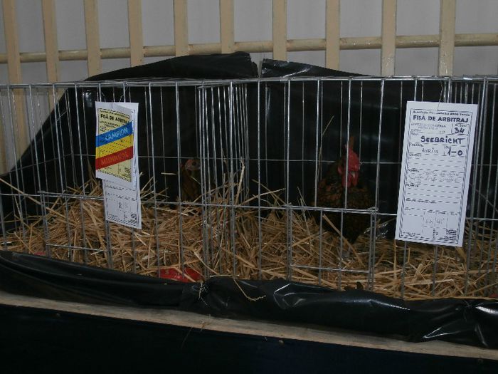 P2090272 - O- Expozitie Turda 2013