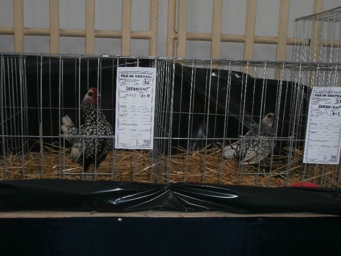 P2090273 - O- Expozitie Turda 2013