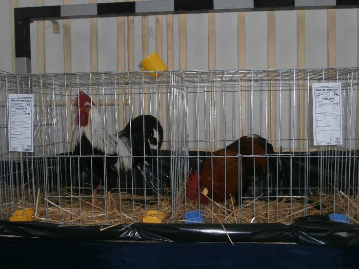 P2090275 - O- Expozitie Turda 2013