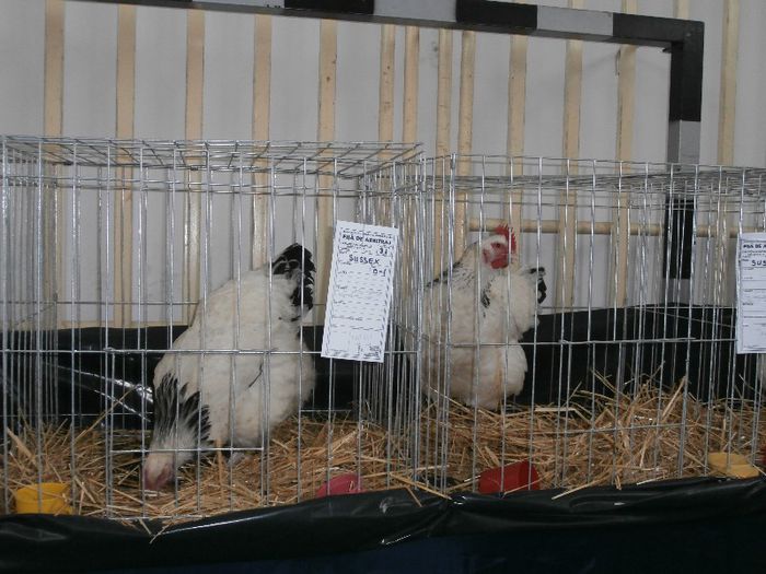 P2090276 - O- Expozitie Turda 2013