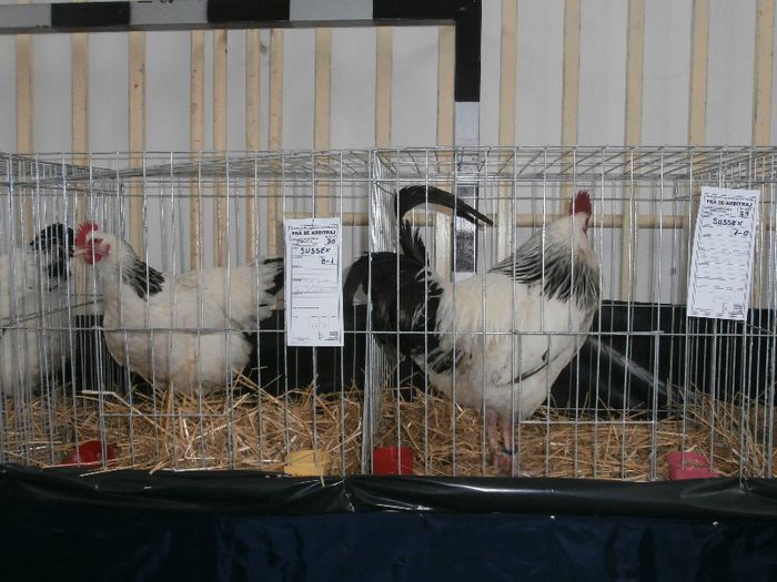 P2090277 - O- Expozitie Turda 2013