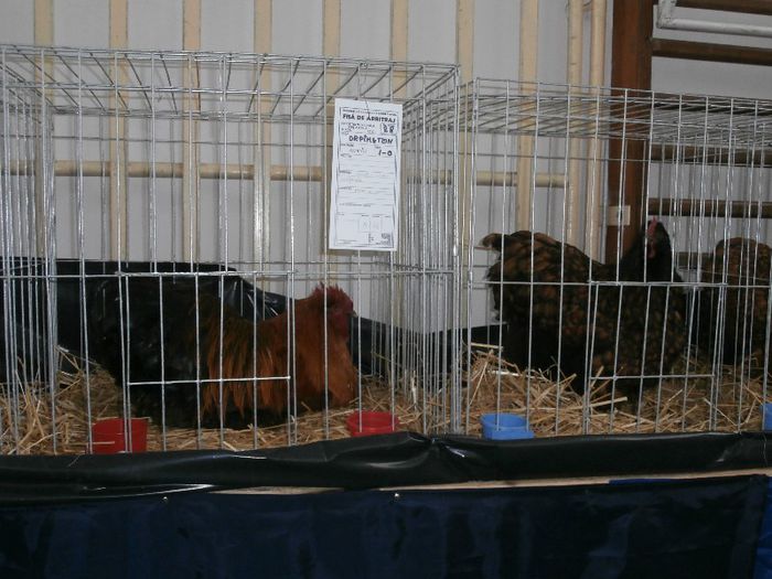 P2090278 - O- Expozitie Turda 2013