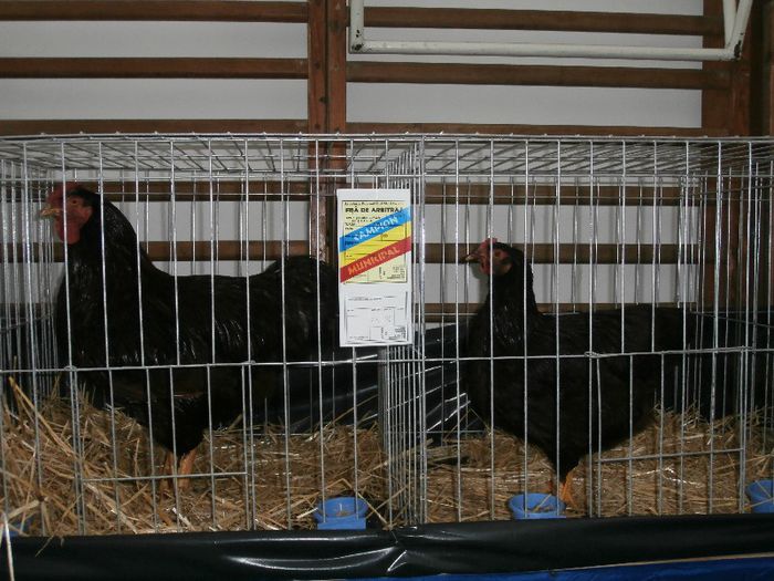 P2090281 - O- Expozitie Turda 2013