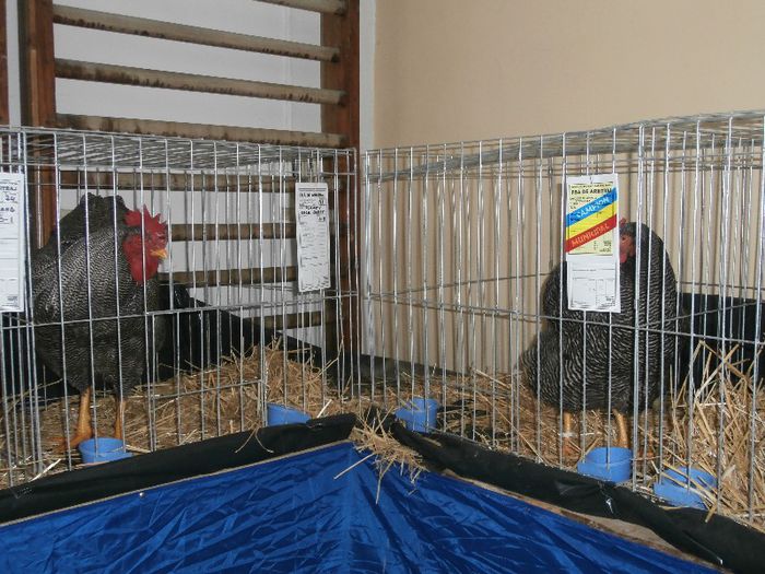 P2090282 - O- Expozitie Turda 2013