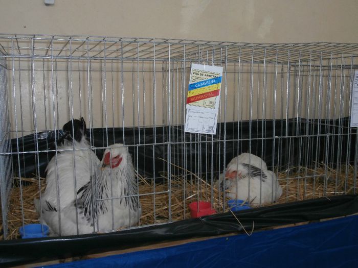 P2090292 - O- Expozitie Turda 2013