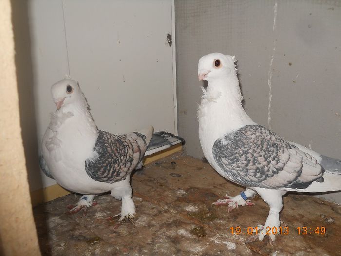 100lei - Porumbei Vanduti