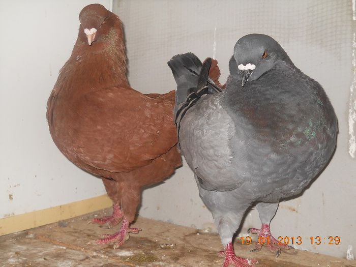 fata albastra 100lei