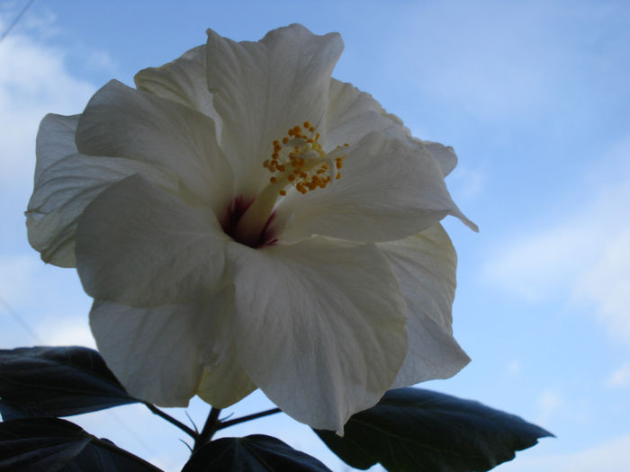 DSC06056 - HIBISCUS 2013