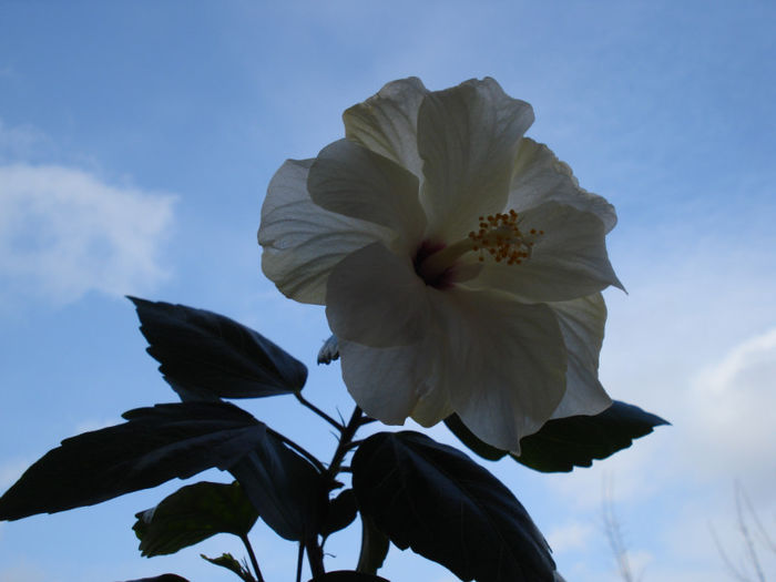 DSC06058 - HIBISCUS 2013