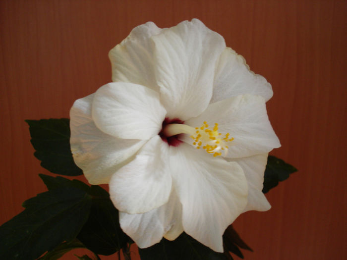 DSC06050 - HIBISCUS 2013